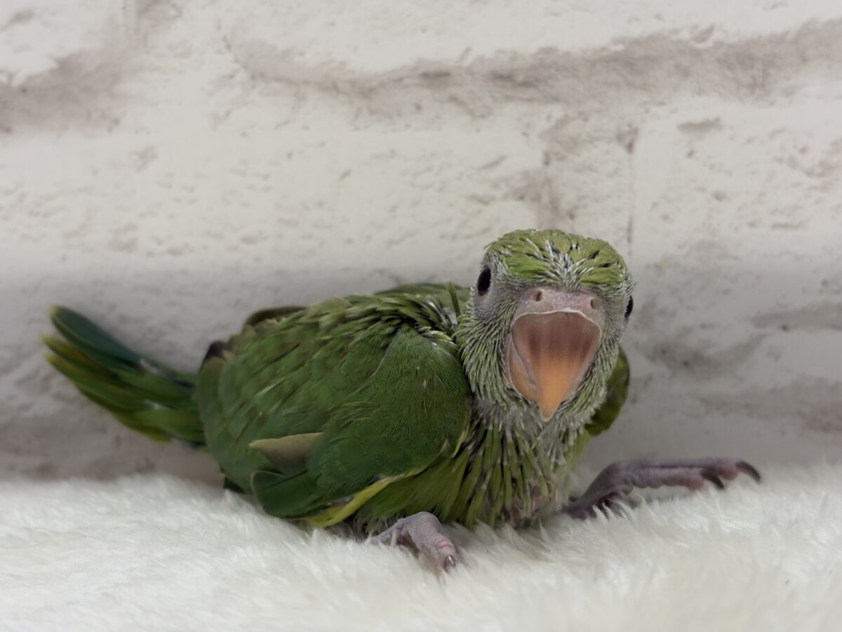 【最新画像更新🪄】可愛らしい鳴き声に癒される🦜🫧ワカケホンセイインコ(グリーン) ヒナ ワカケホンセイインコ(月の輪インコ)
