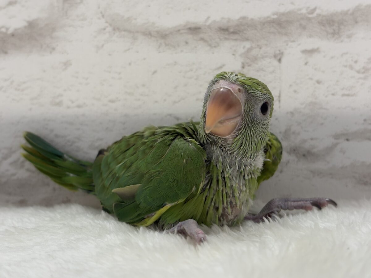 【最新画像更新🪄】可愛らしい鳴き声に癒される🦜🫧ワカケホンセイインコ(グリーン) ヒナ ワカケホンセイインコ(月の輪インコ)