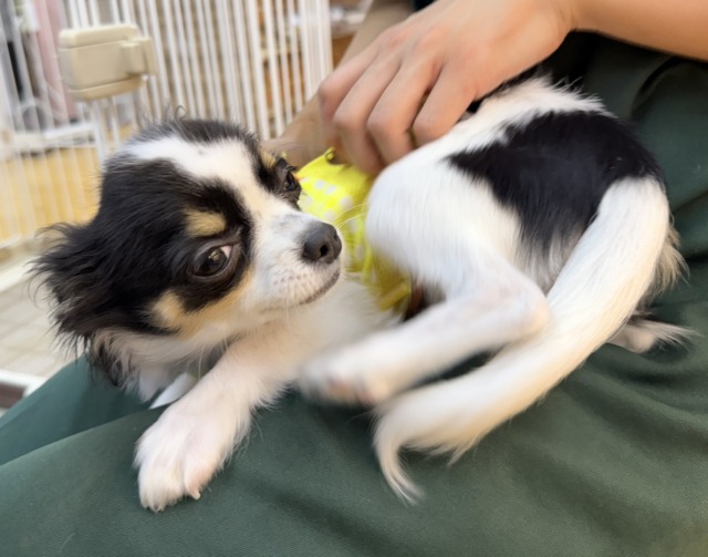 チワワ