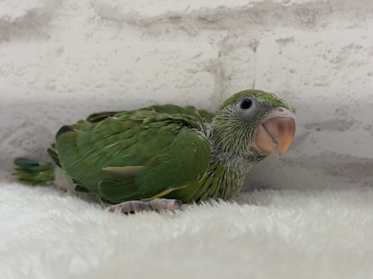【最新画像更新🪄】可愛らしい鳴き声に癒される🦜🫧ワカケホンセイインコ(グリーン) ヒナ ワカケホンセイインコ(月の輪インコ)