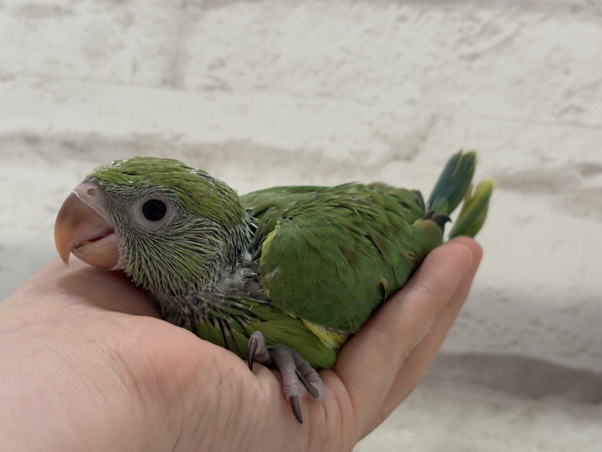 【最新画像更新🪄】可愛らしい鳴き声に癒される🦜🫧ワカケホンセイインコ(グリーン) ヒナ ワカケホンセイインコ(月の輪インコ)