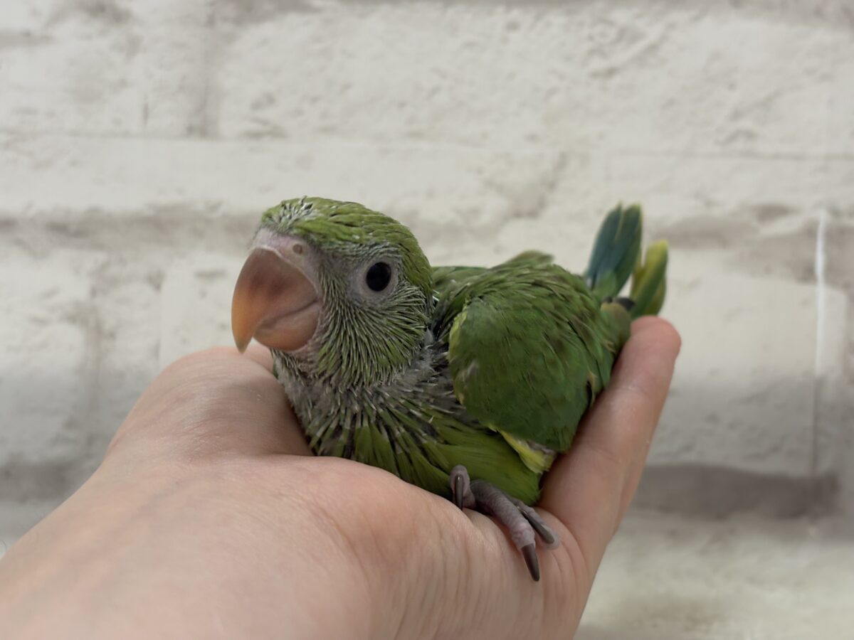 【最新画像更新🪄】可愛らしい鳴き声に癒される🦜🫧ワカケホンセイインコ(グリーン) ヒナ ワカケホンセイインコ(月の輪インコ)