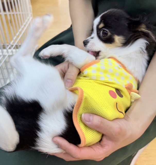 チワワ