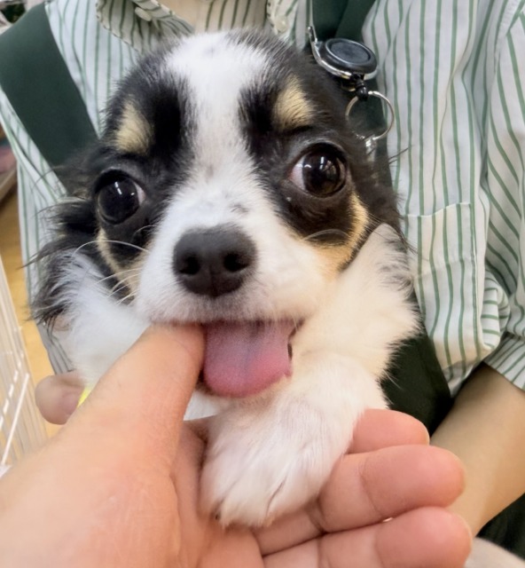 更新📷牛さんのような模様のチワワちゃん! チワワ