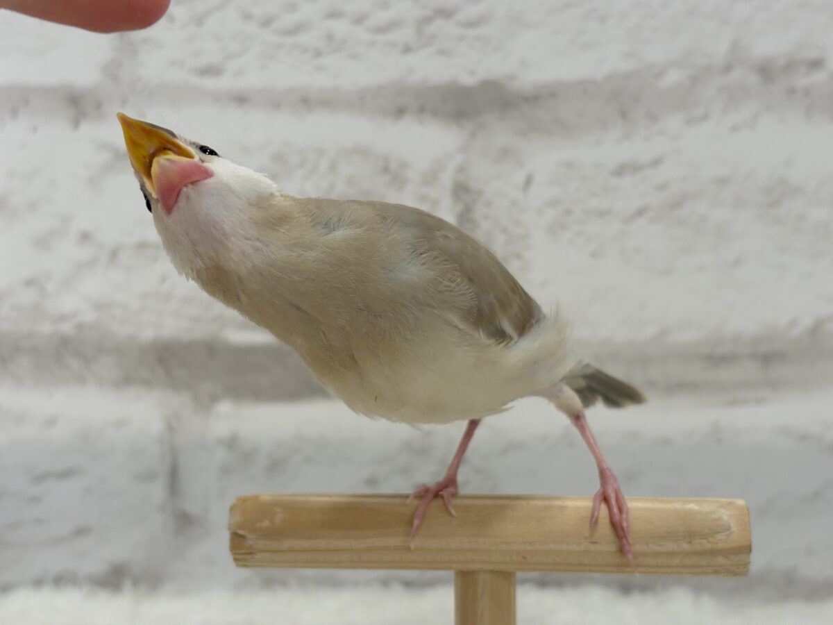 お顔も色味も可愛い癒し系🐣🫧アゲイト文鳥 ヒナ アゲイト文鳥