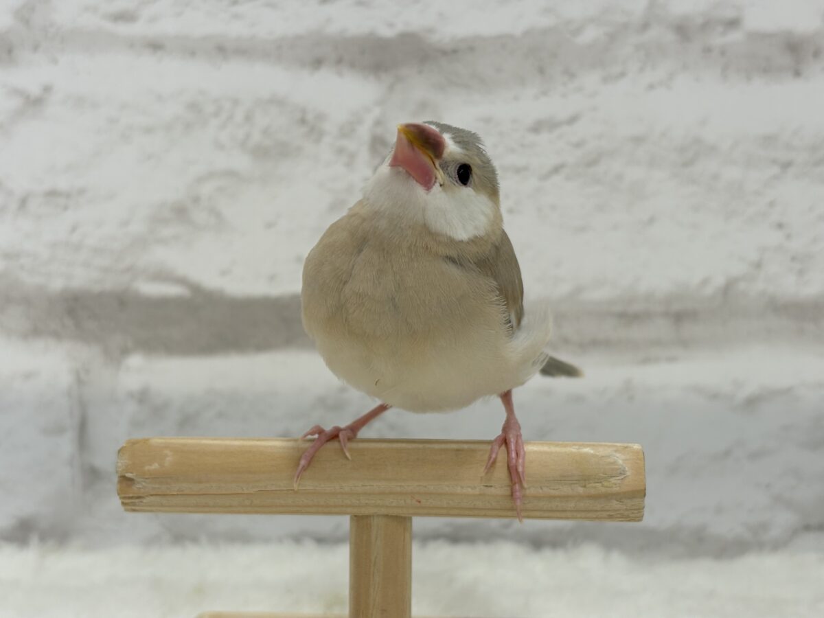 お顔も色味も可愛い癒し系🐣🫧アゲイト文鳥 ヒナ アゲイト文鳥