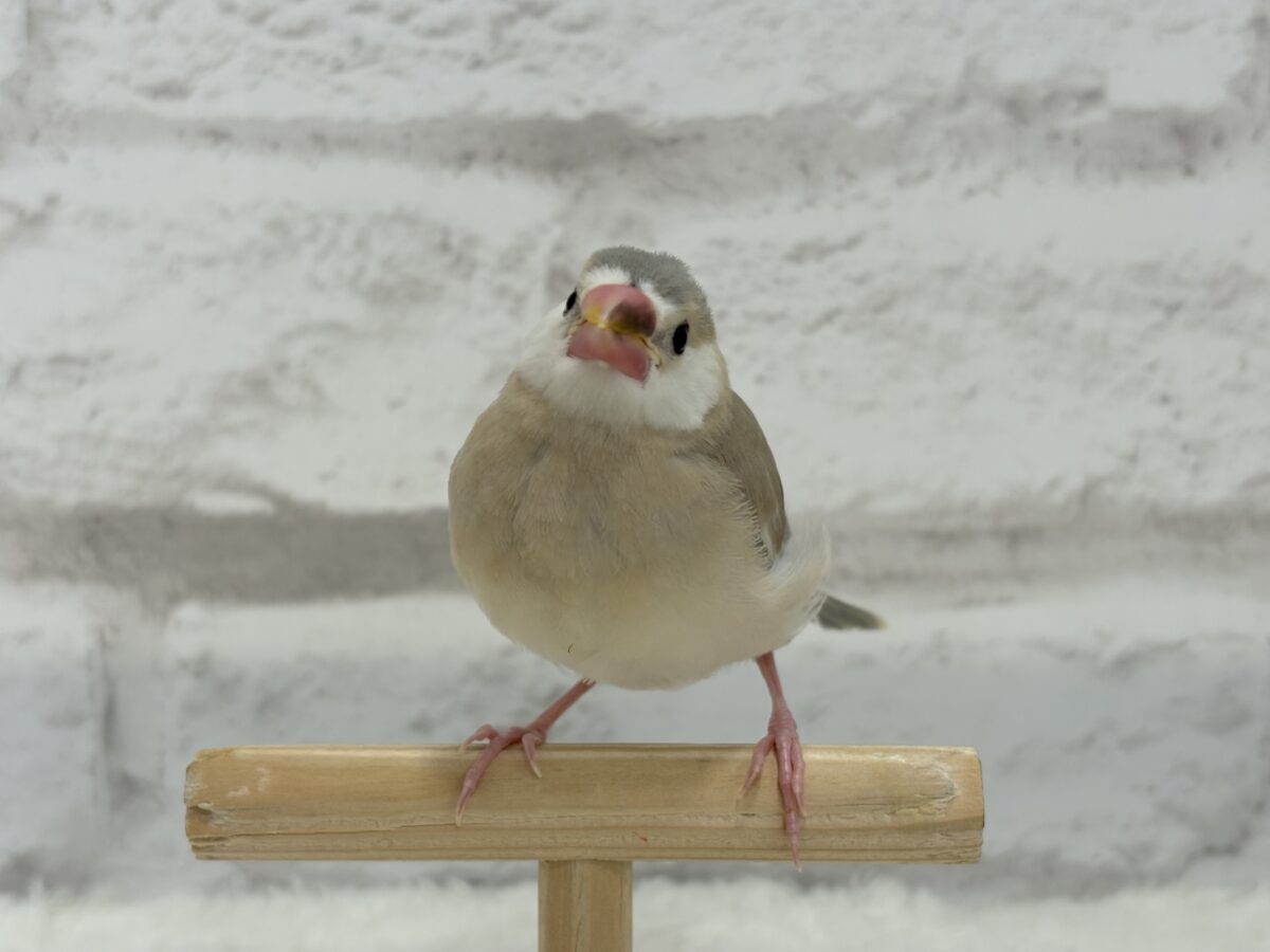お顔も色味も可愛い癒し系🐣🫧アゲイト文鳥 ヒナ アゲイト文鳥
