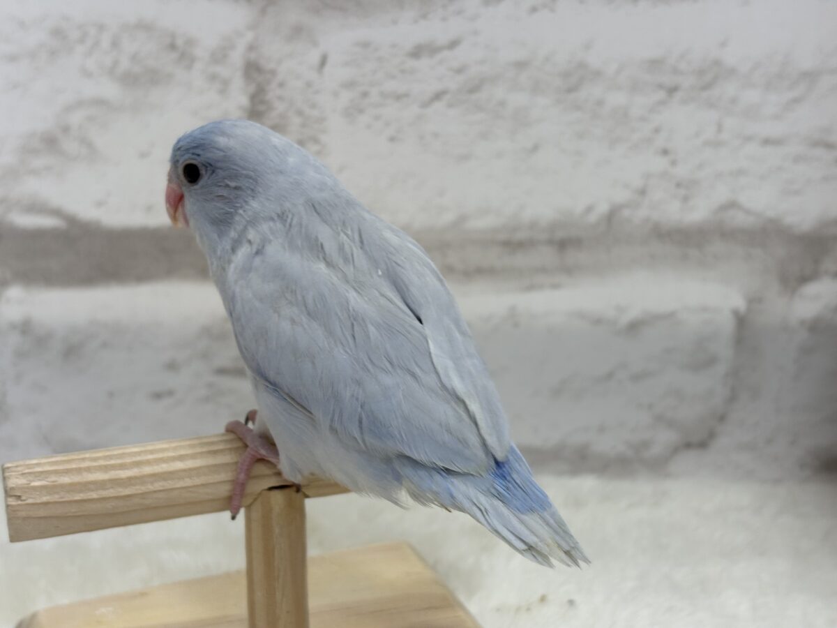 マメルリハ
