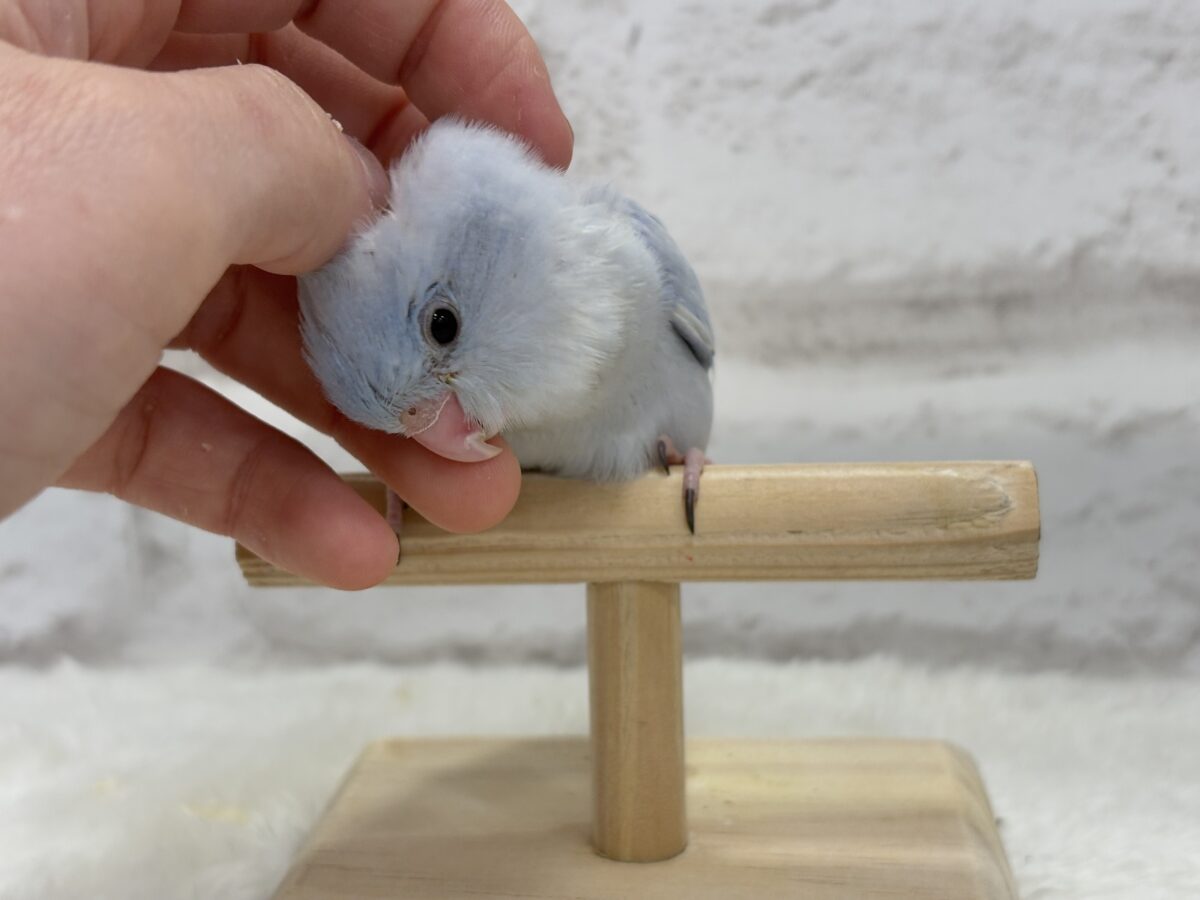 マメルリハ