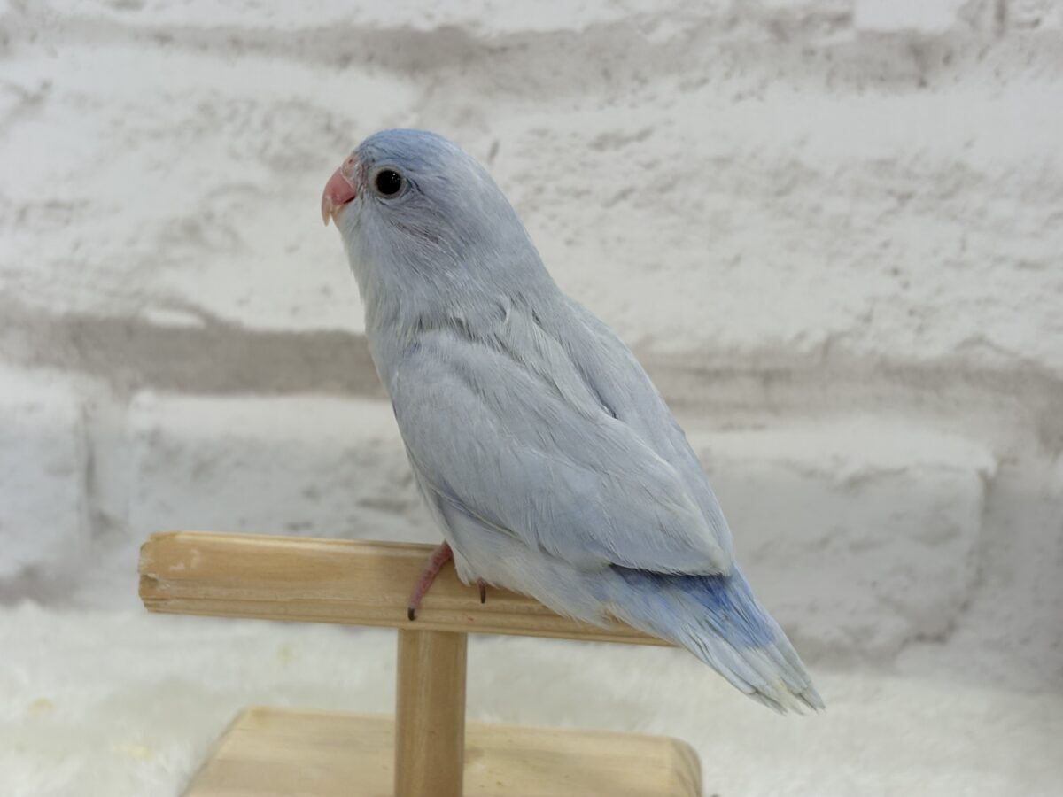マメルリハ