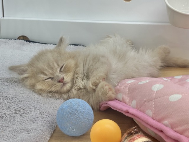 ミヌエット