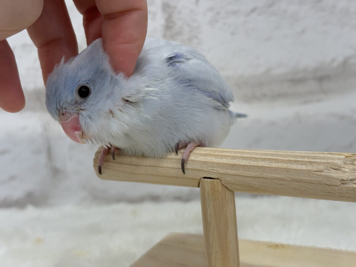 マメルリハ
