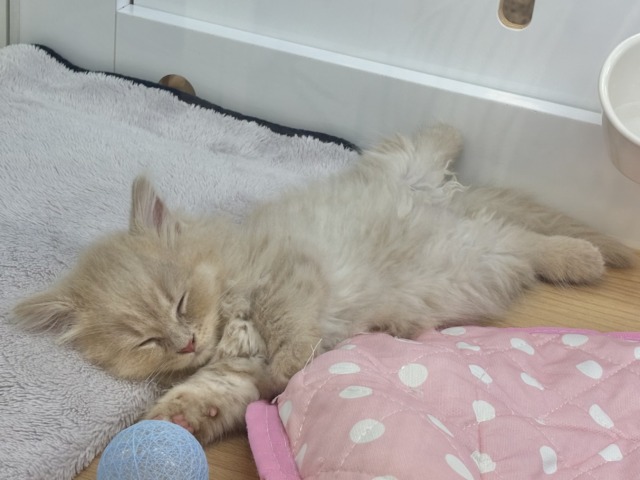 コミカルな動きに魅了〜♥ミヌエットくん! ミヌエット