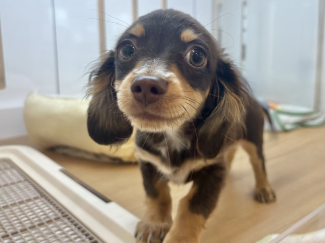 チワックス