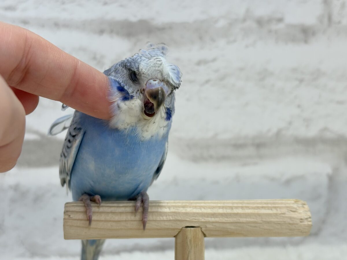 【最新画像更新🪄】背中にお花咲いてます🐣🌸梵天セキセイインコ(スパングル) ヒナ 梵天セキセイインコ
