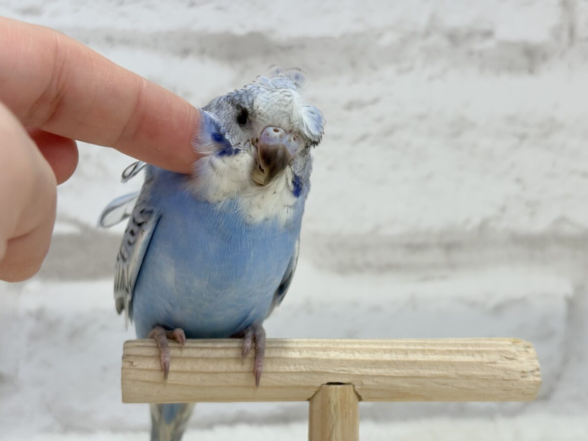 梵天セキセイインコ