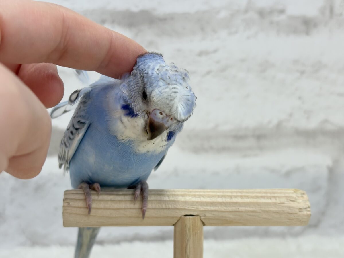 【最新画像更新🪄】背中にお花咲いてます🐣🌸梵天セキセイインコ(スパングル) ヒナ 梵天セキセイインコ
