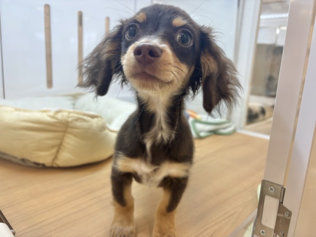 チワックス