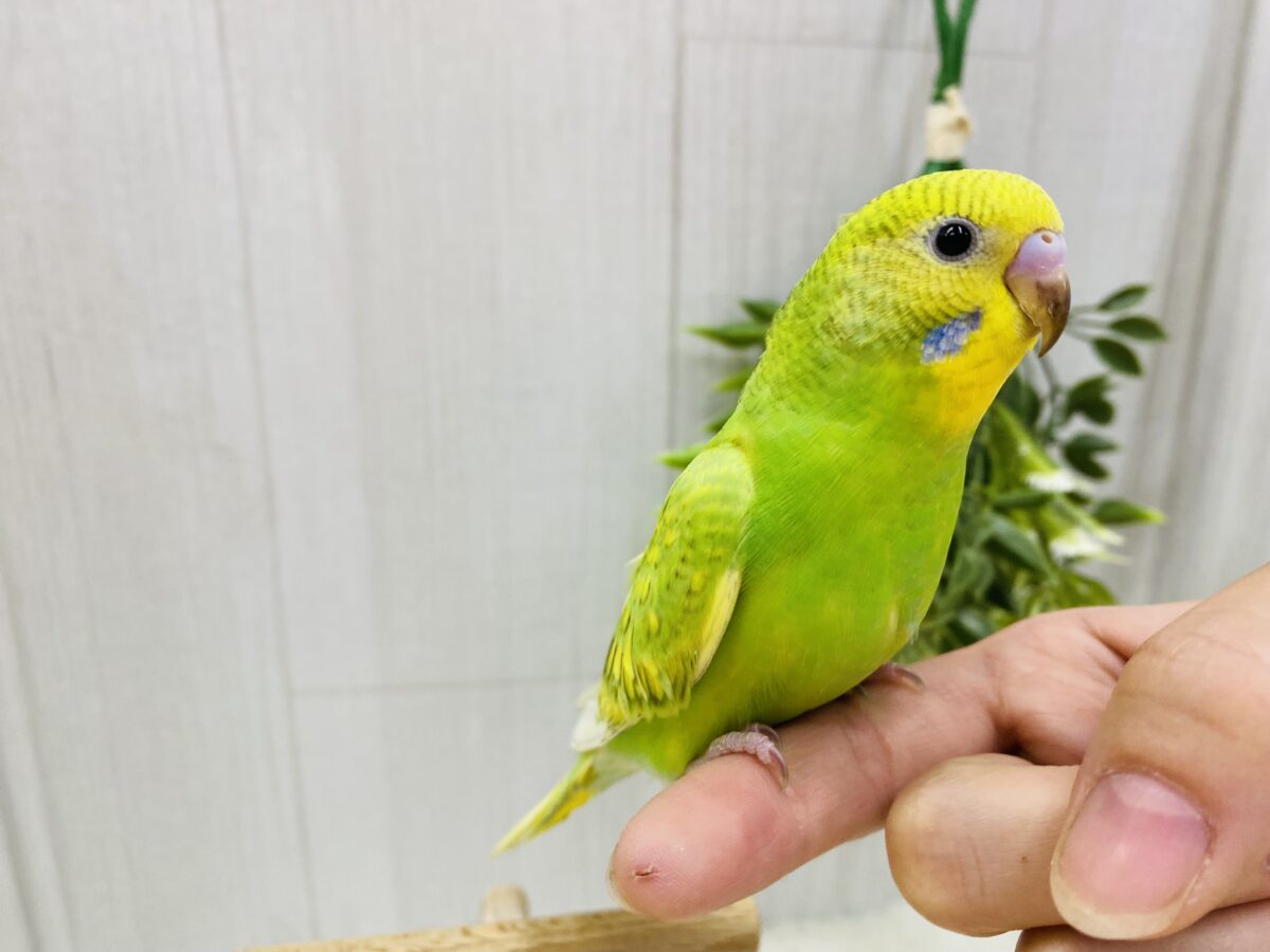 セキセイインコ