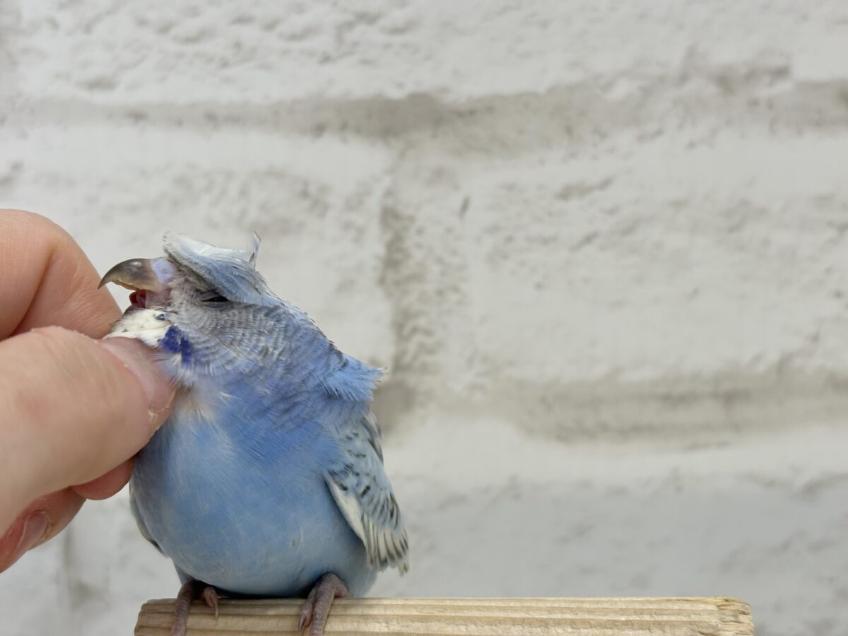 梵天セキセイインコ