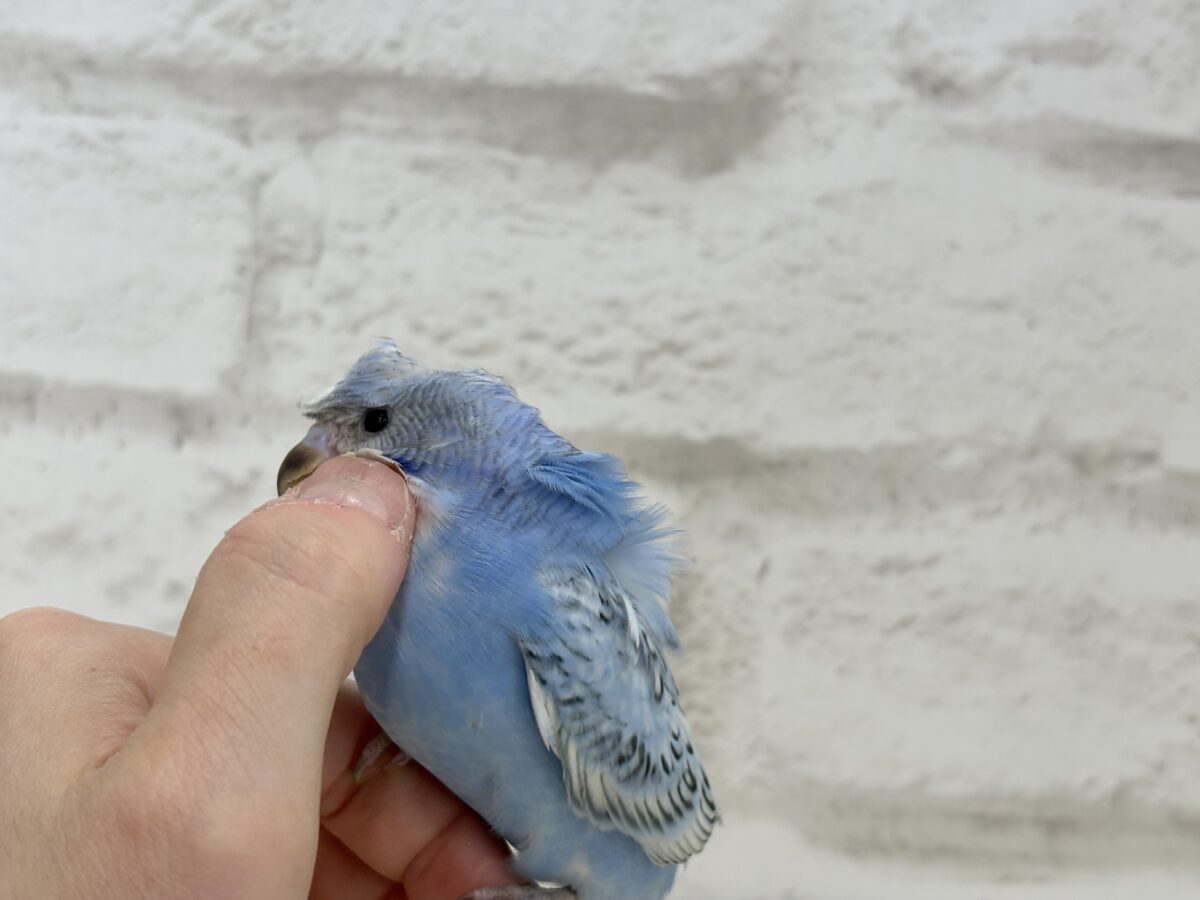 梵天セキセイインコ