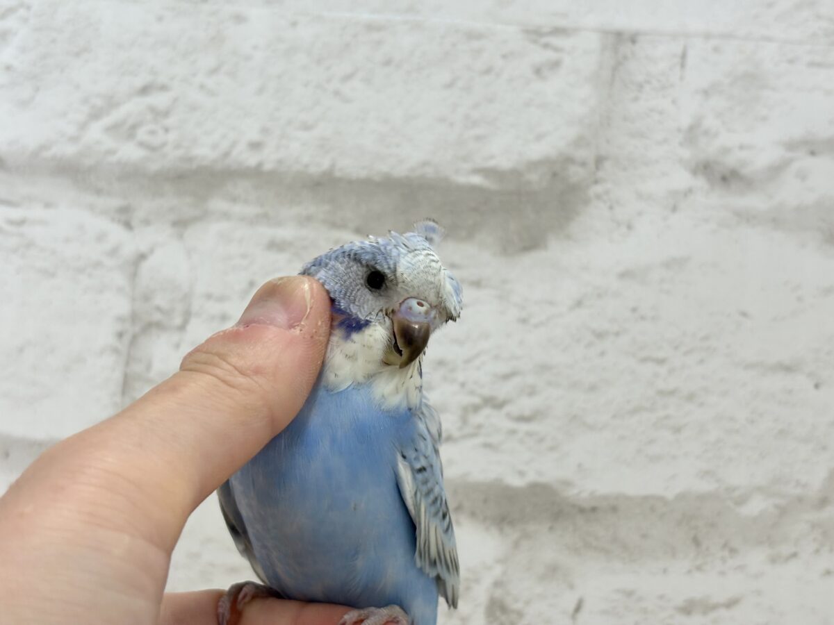 【最新画像更新🪄】背中にお花咲いてます🐣🌸梵天セキセイインコ(スパングル) ヒナ 梵天セキセイインコ