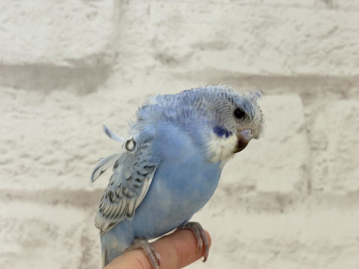 【最新画像更新🪄】背中にお花咲いてます🐣🌸梵天セキセイインコ(スパングル) ヒナ 梵天セキセイインコ