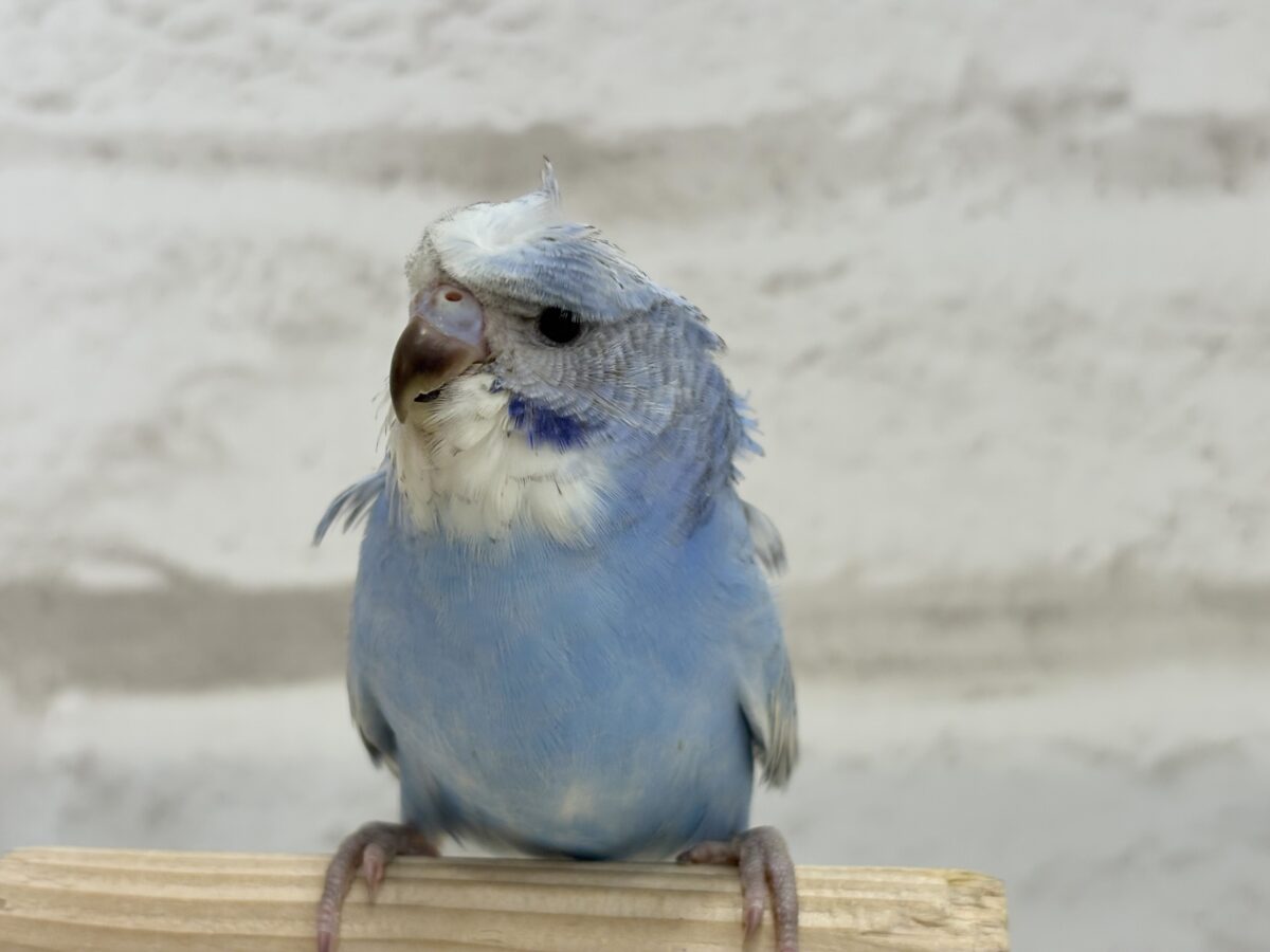 梵天セキセイインコ