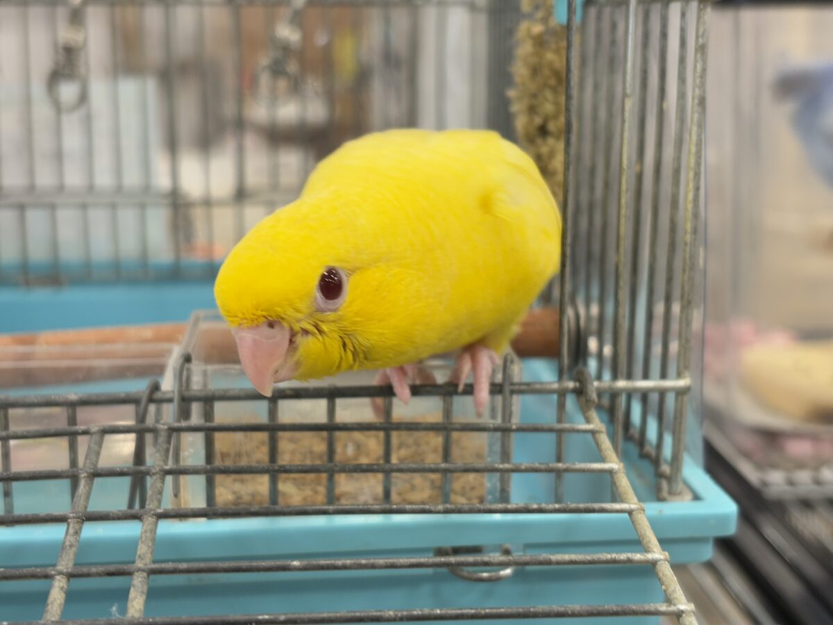 【最新画像更新🪄ひとり餌になりました☆】特徴的な歌声です~♩♩サザナミインコ(ルチノー) ヒナ サザナミインコ