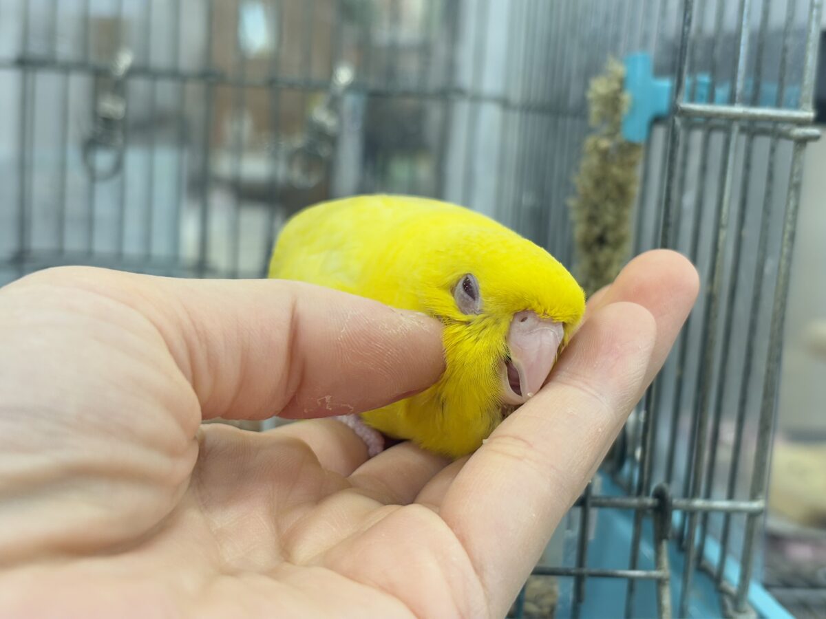 【最新画像更新🪄ひとり餌になりました☆】特徴的な歌声です~♩♩サザナミインコ(ルチノー) ヒナ サザナミインコ
