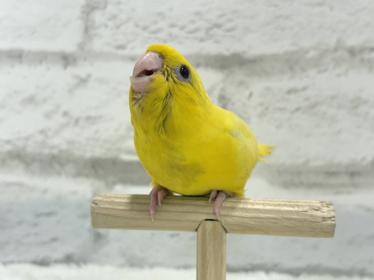 【最新画像更新🪄ひとり餌になりました☆】特徴的な歌声です~♩♩サザナミインコ(ルチノー) ヒナ サザナミインコ