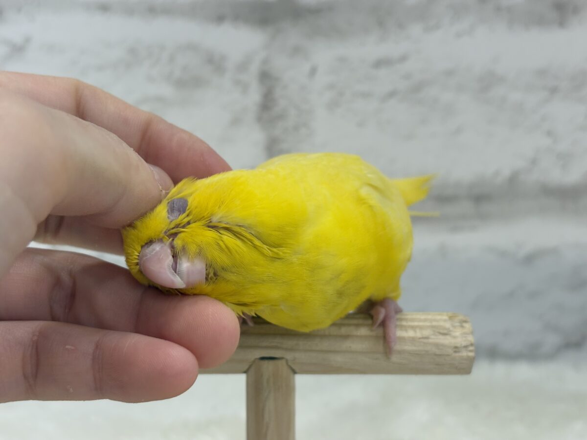 【最新画像更新🪄ひとり餌になりました☆】特徴的な歌声です~♩♩サザナミインコ(ルチノー) ヒナ サザナミインコ