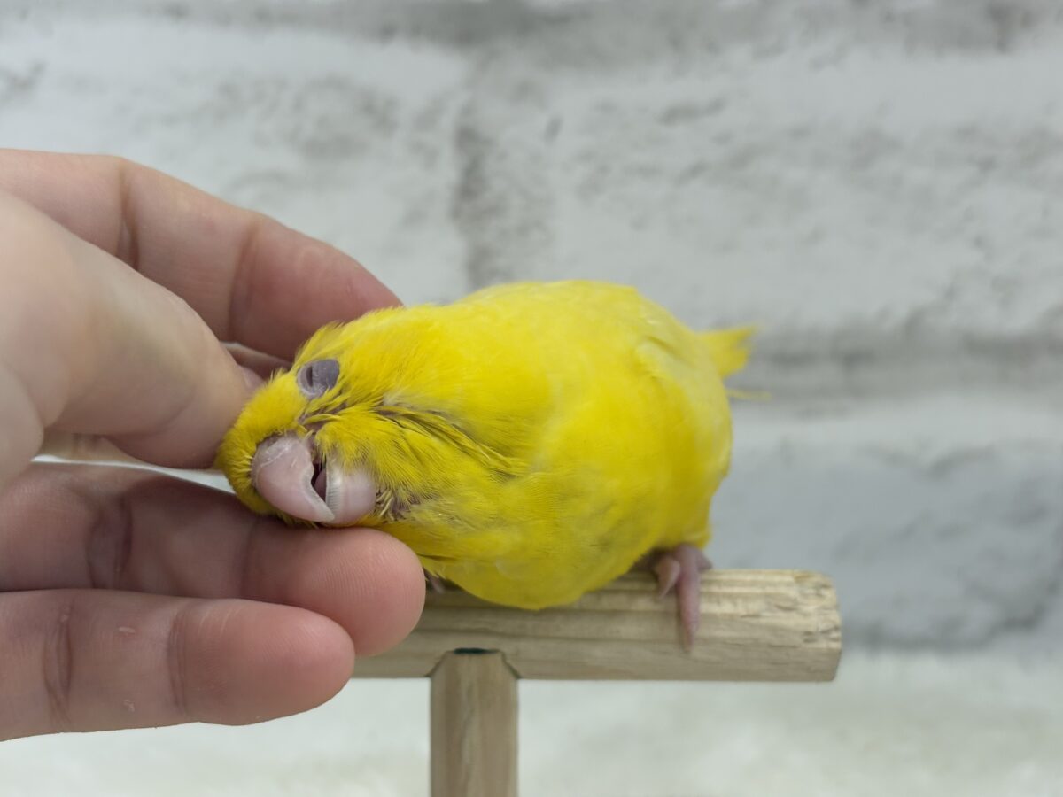 【最新画像更新🪄ひとり餌になりました☆】特徴的な歌声です~♩♩サザナミインコ(ルチノー) ヒナ サザナミインコ
