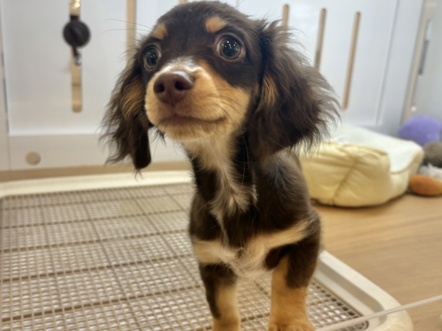 チワックス