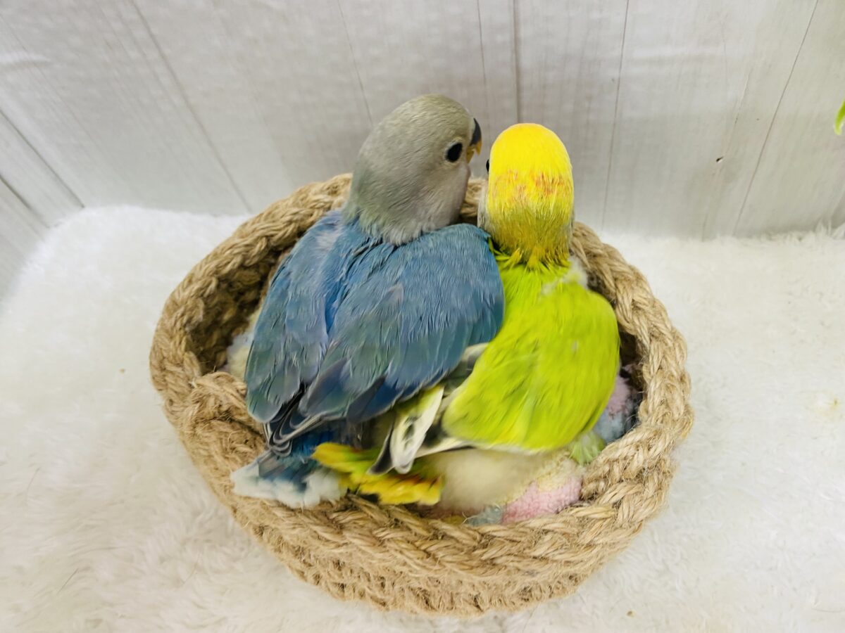 コザクラインコ（小桜インコ）