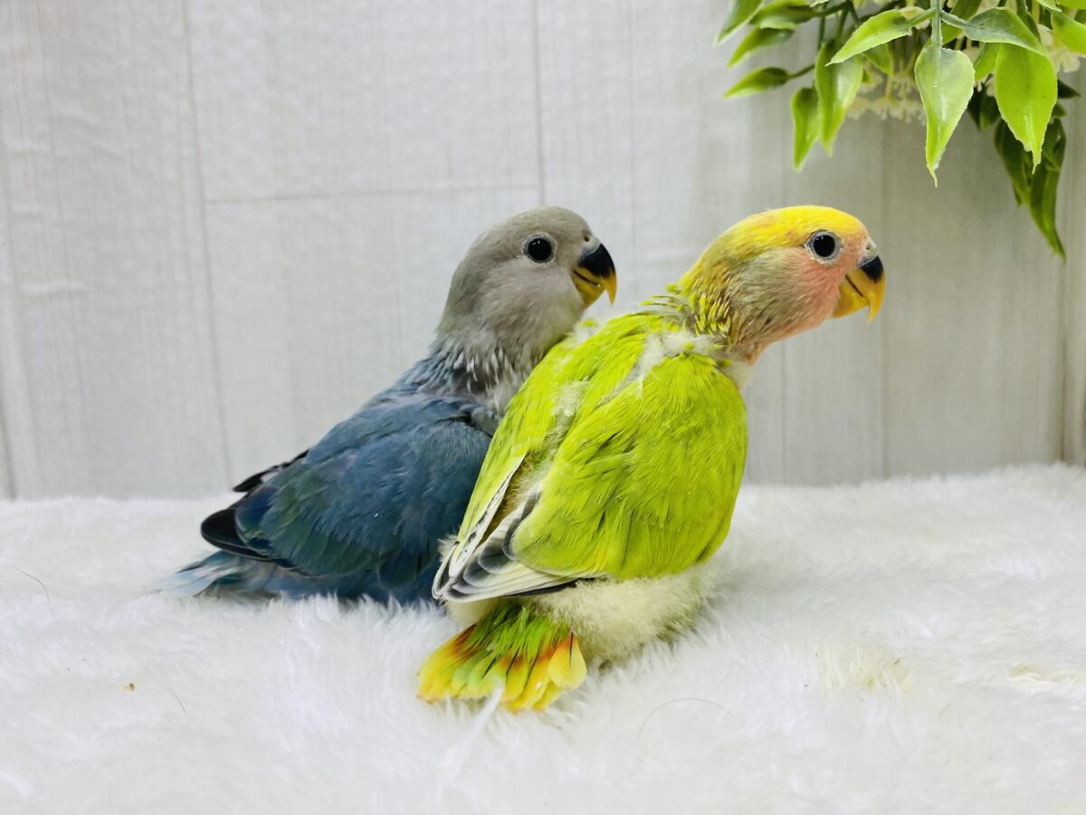 コザクラインコ（小桜インコ）