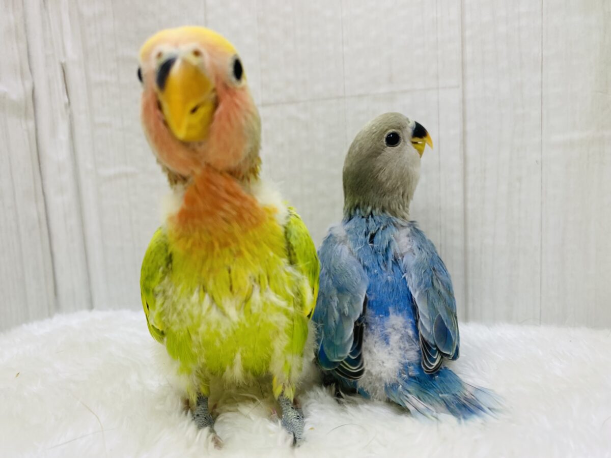コザクラインコ（小桜インコ）