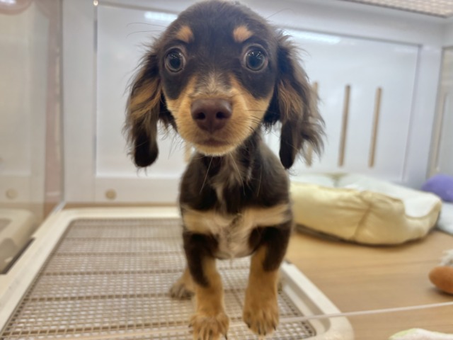 チワックス