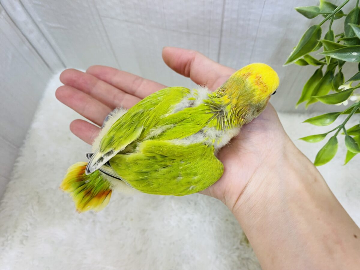 コザクラインコ（小桜インコ）
