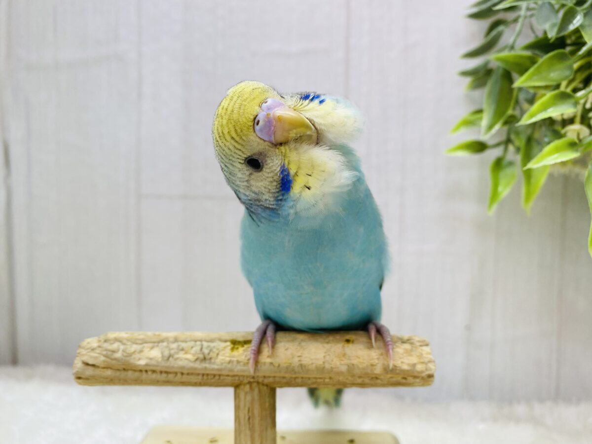 セキセイインコ