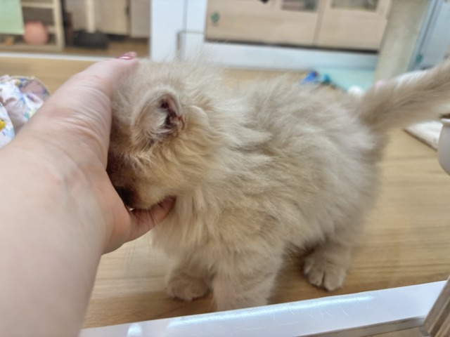 ミヌエット