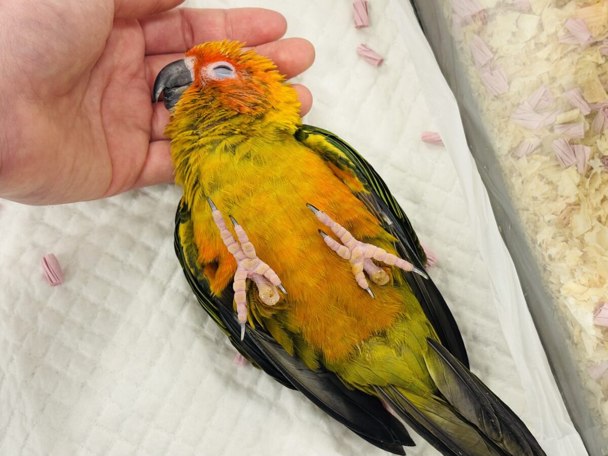 【最新画像更新🪄】甘々確定🐣💖コガネメキシコインコ ヒナ コガネメキシコインコ