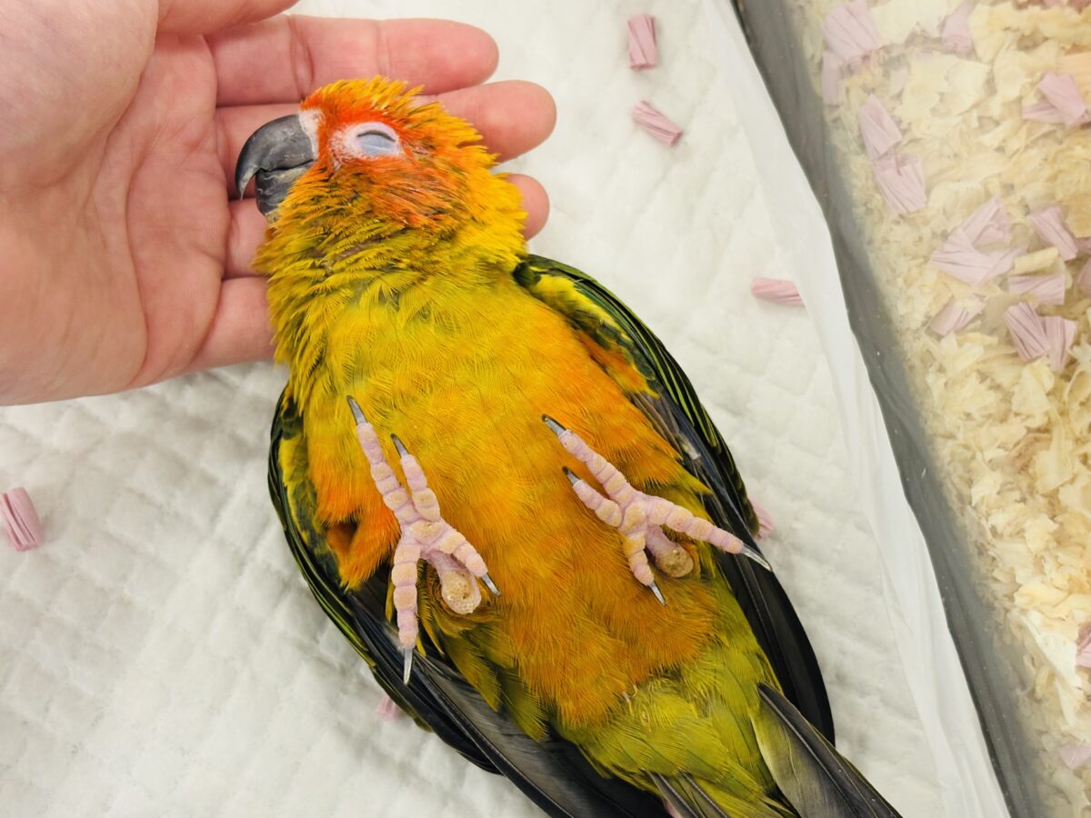 【最新画像更新🪄】甘々確定🐣💖コガネメキシコインコ ヒナ コガネメキシコインコ