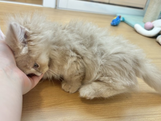 ミヌエット