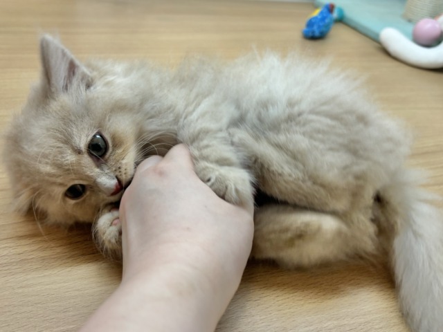コミカルな動きに魅了〜♥ミヌエットくん! ミヌエット