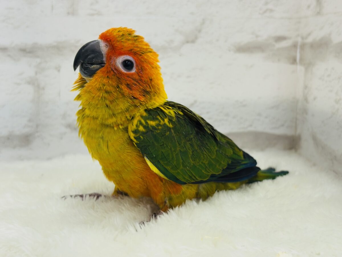 【最新画像更新🪄】甘々確定🐣💖コガネメキシコインコ ヒナ コガネメキシコインコ