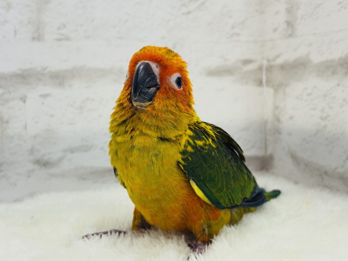 【最新画像更新🪄】甘々確定🐣💖コガネメキシコインコ ヒナ コガネメキシコインコ