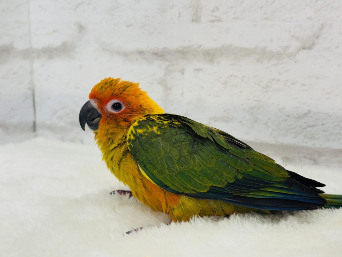 【最新画像更新🪄】甘々確定🐣💖コガネメキシコインコ ヒナ コガネメキシコインコ