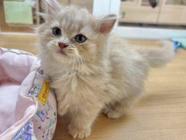 ミヌエット