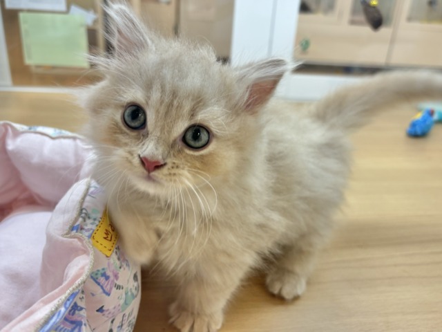 コミカルな動きに魅了〜♥ミヌエットくん! ミヌエット